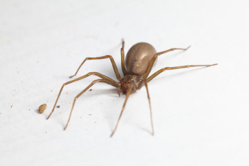 Brown Recluse Extermination in Rockwall, TX