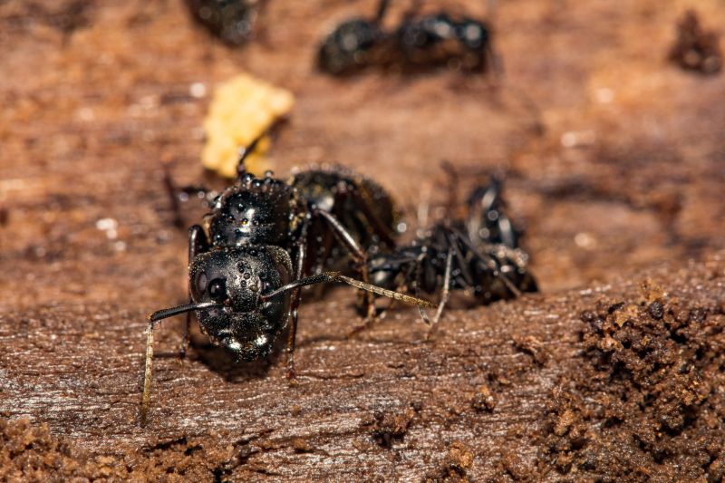 Carpenter Ant Extermination in Frisco, TX