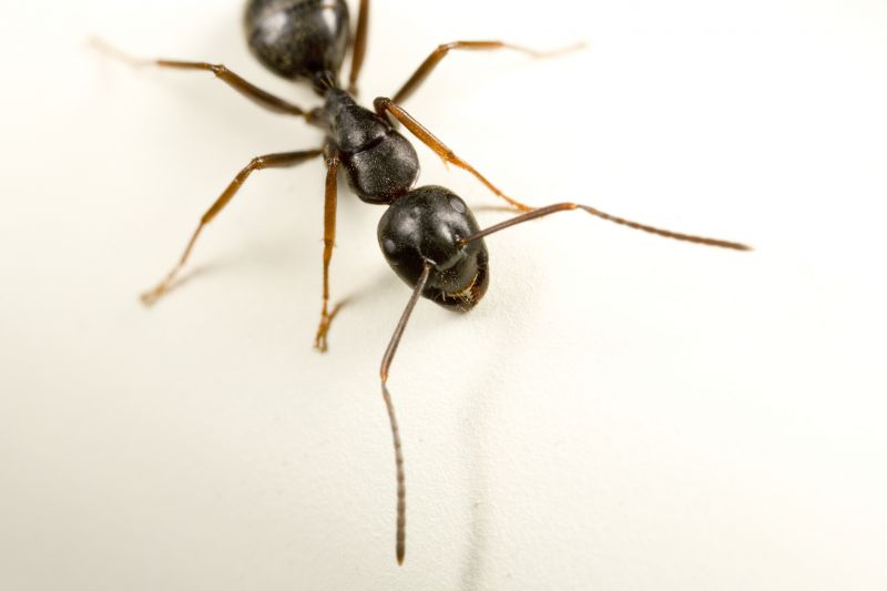 Carpenter Ant Extermination in Rockwall, TX