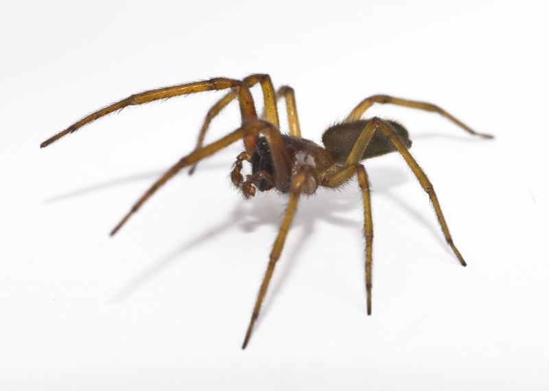Common Spiders Extermination in Fort Worth, TX