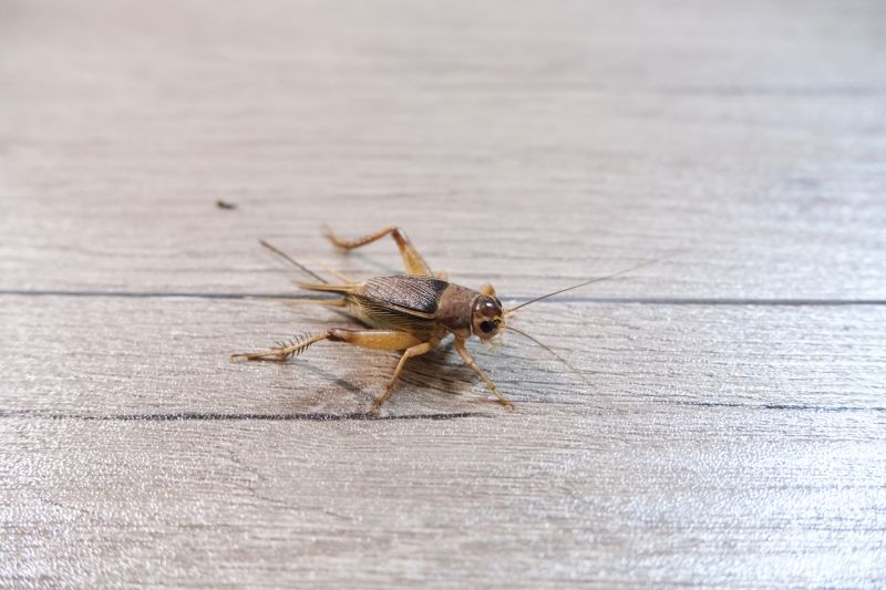 Cricket Prevention in New Braunfels, TX