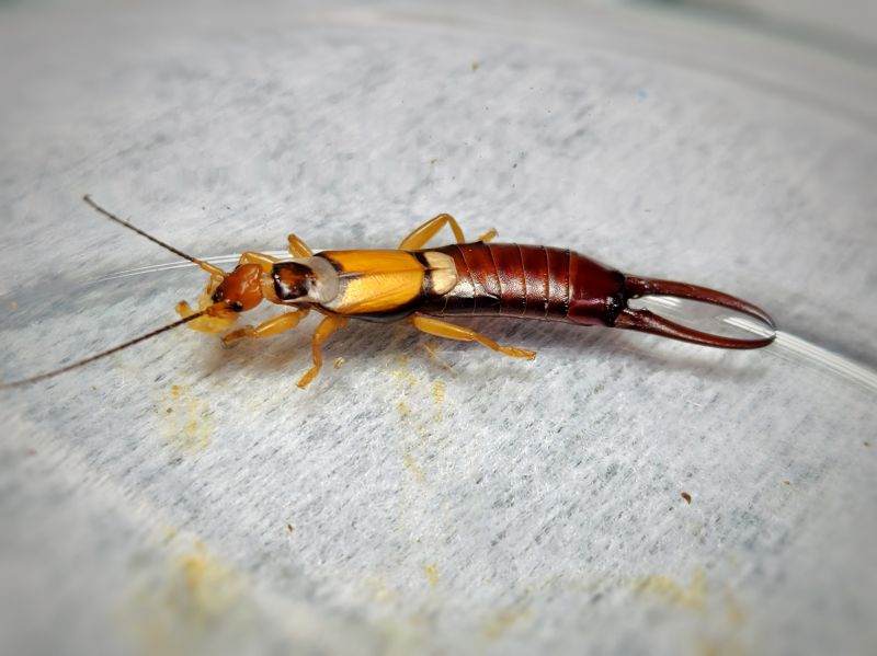 Earwig Extermination in Arlington, TX