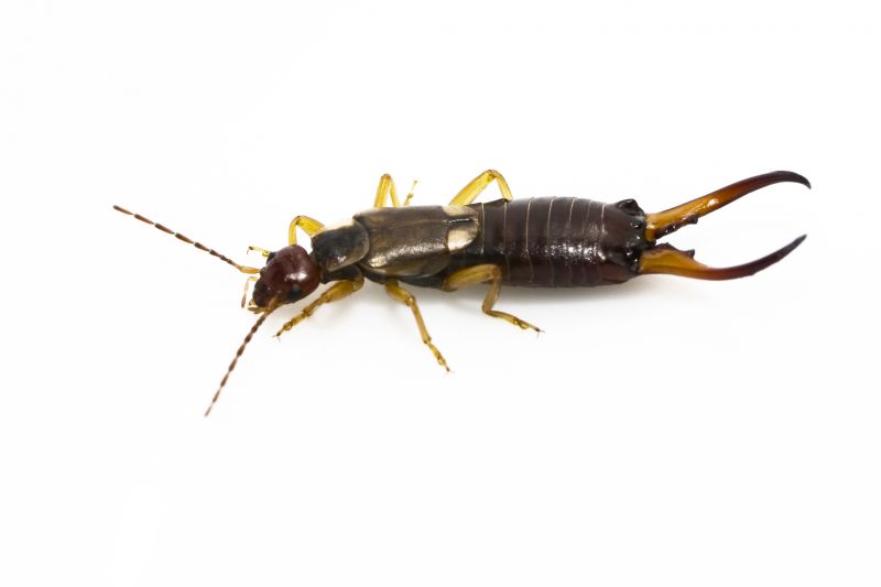 Earwig Extermination in Frisco, TX