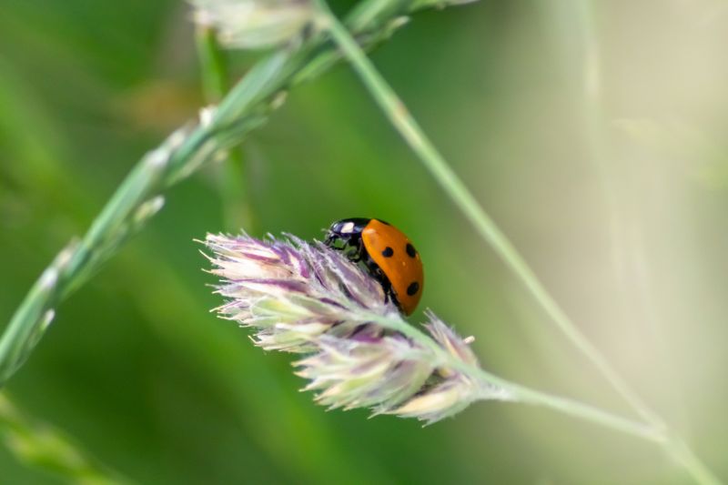 Ladybug Removal in Katy, TX