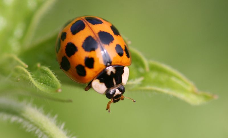 Ladybug Removal in Arlington, TX