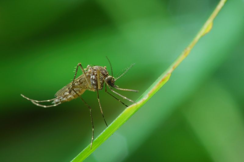 Mosquito Control Service in New Braunfels, TX