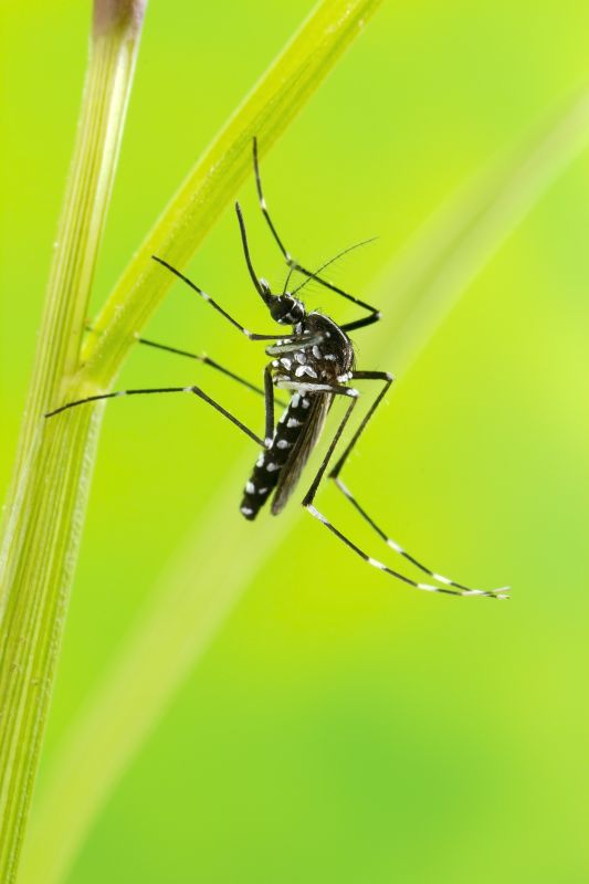 Mosquitoes Pest Control in Mckinney, TX