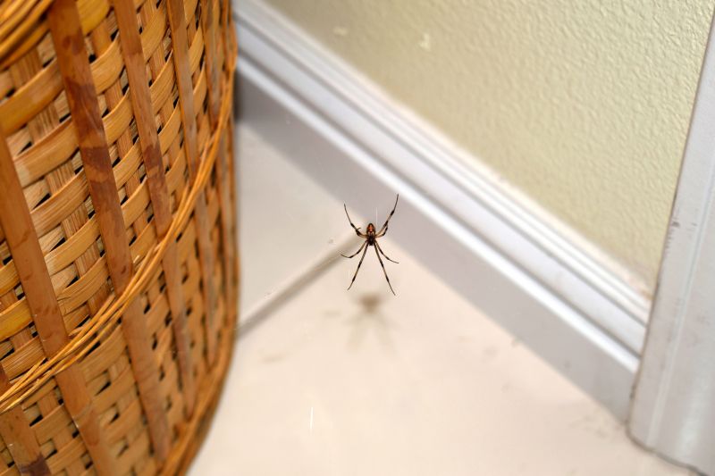 Spider Extermination Service in Fort Worth, TX