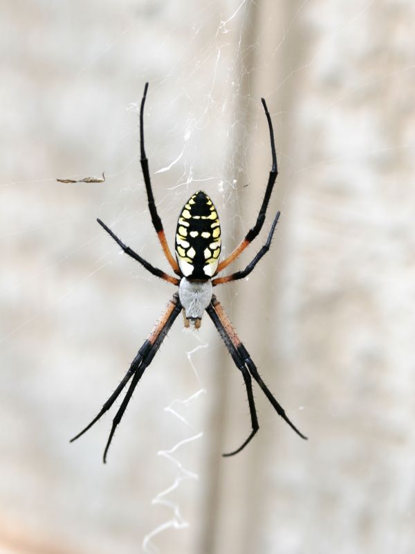 Spider Extermination Service in Denton, TX