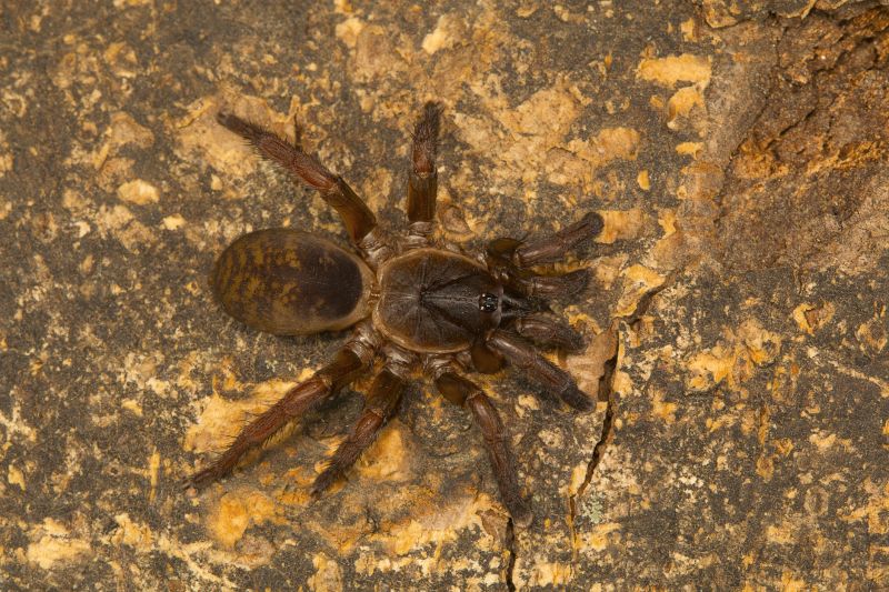Trapdoor Spider Removal in Fort Worth, TX