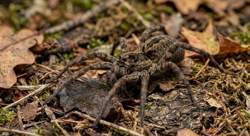 Wolf Spider Removal in Rockwall, TX