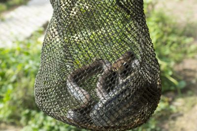 Snake Removal