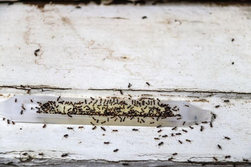 Ants Extermination Service in Frisco, TX