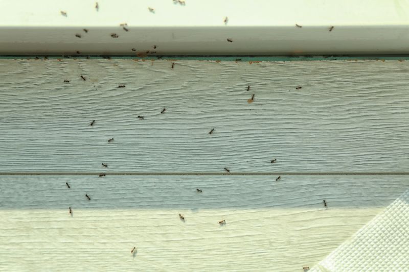 Ants Extermination Service in Mckinney, TX