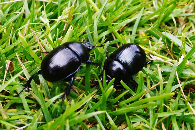 Beetle Removal in Katy, TX