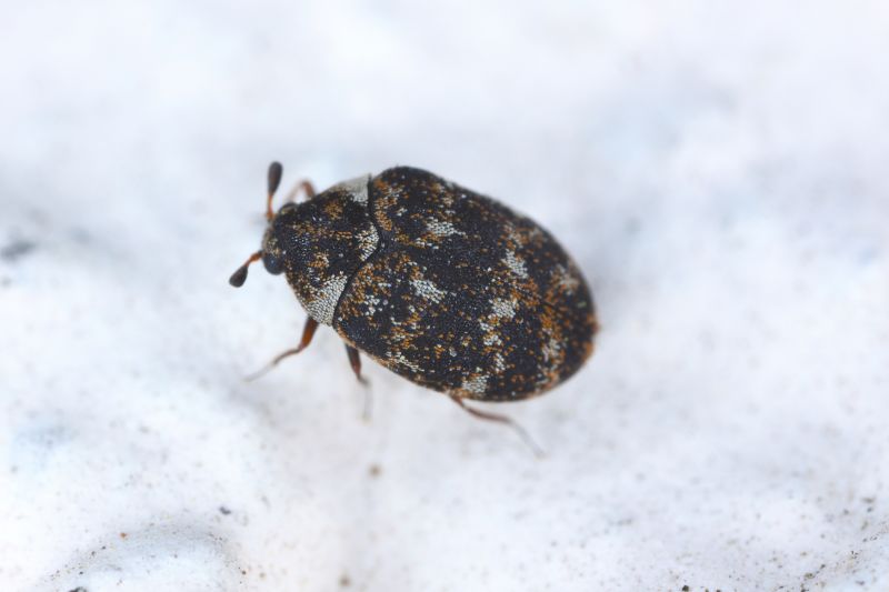 Beetle Removal in Katy, TX