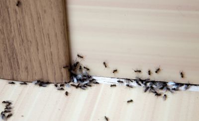 Black Ant Extermination in Denton, TX