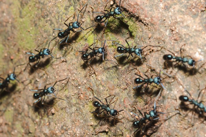 Black Ant Extermination in Katy, TX