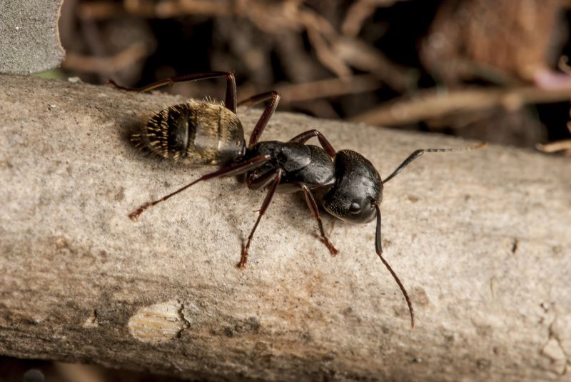 Black Ant Extermination in Arlington, TX