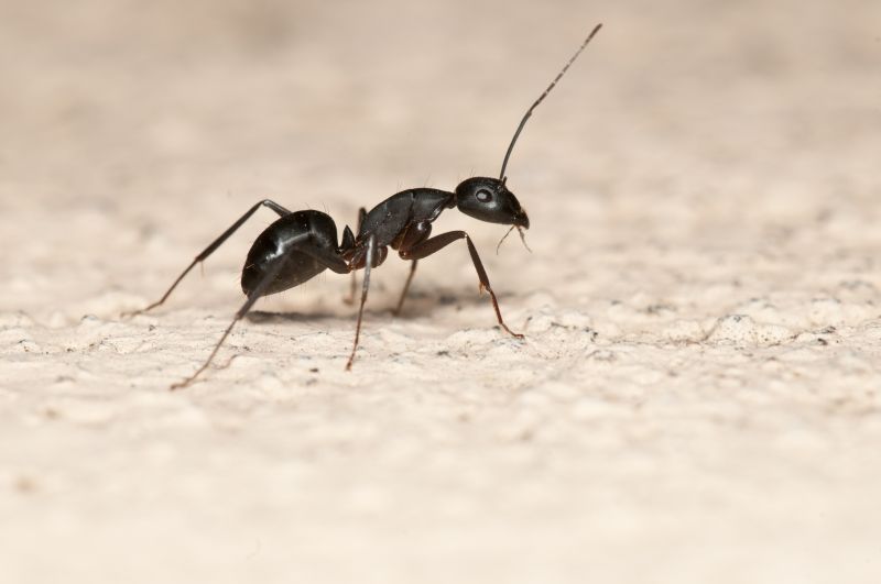 Black Ant Extermination in New Braunfels, TX