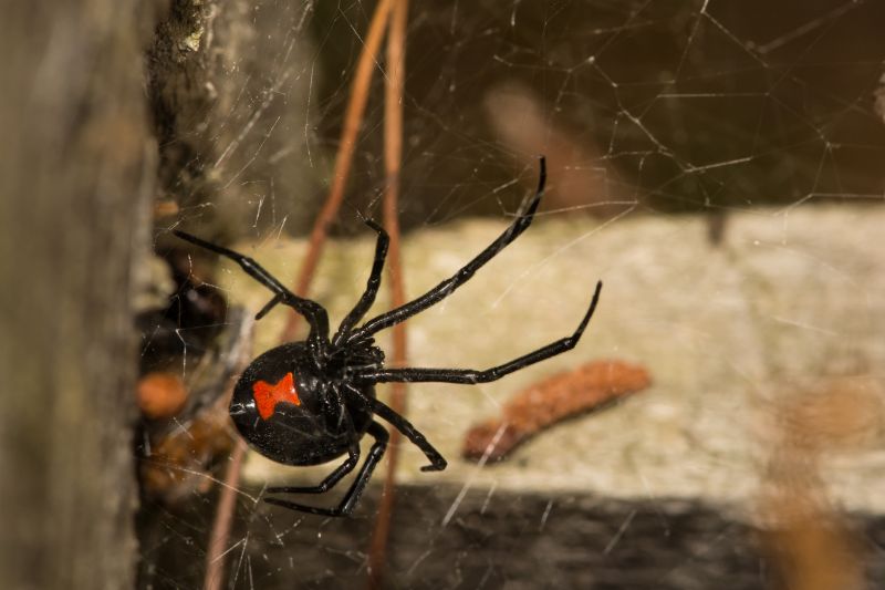 Black Widow Extermination in Katy, TX