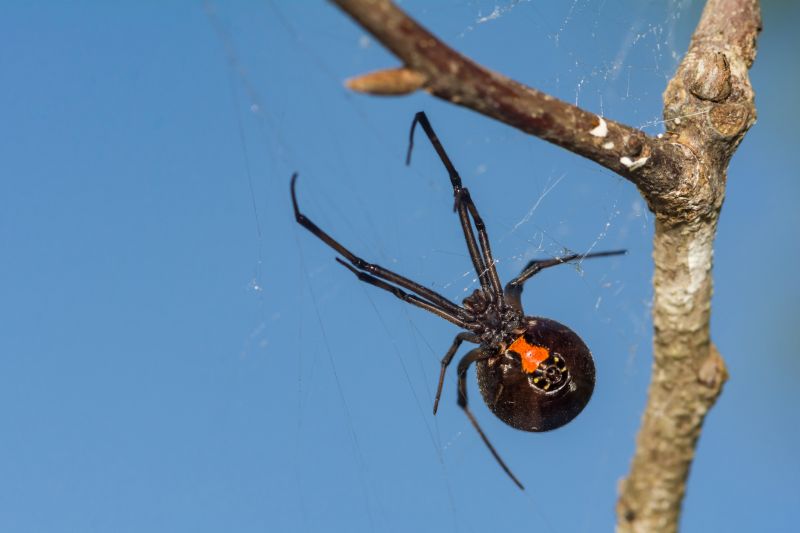 Black Widow Extermination in Rockwall, TX