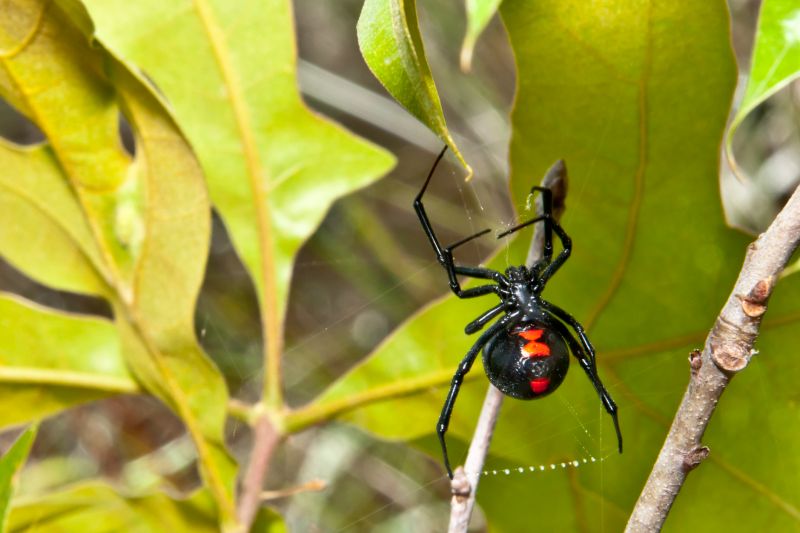 Black Widow Extermination in Denton, TX