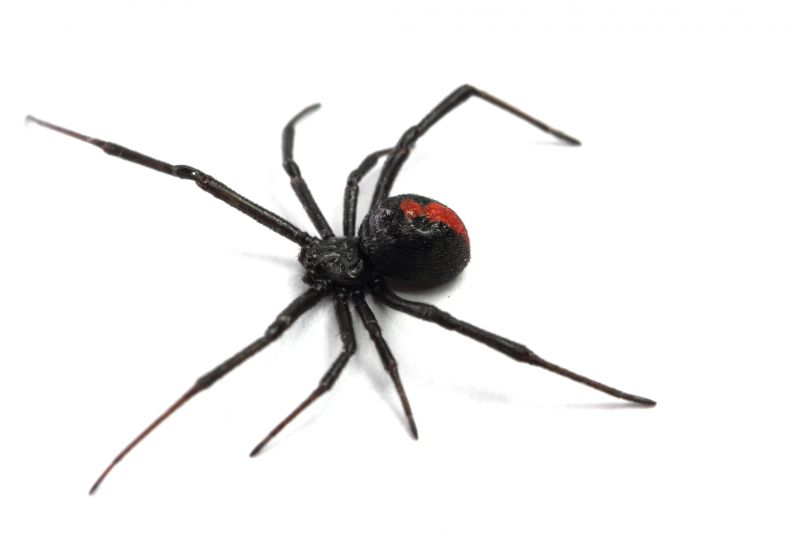 Black Widow Extermination in Denton, TX