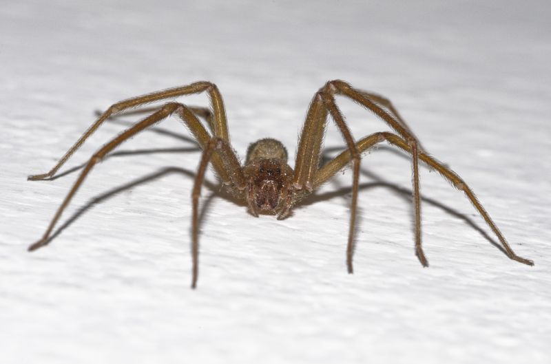 Brown Recluse Extermination in Mckinney, TX