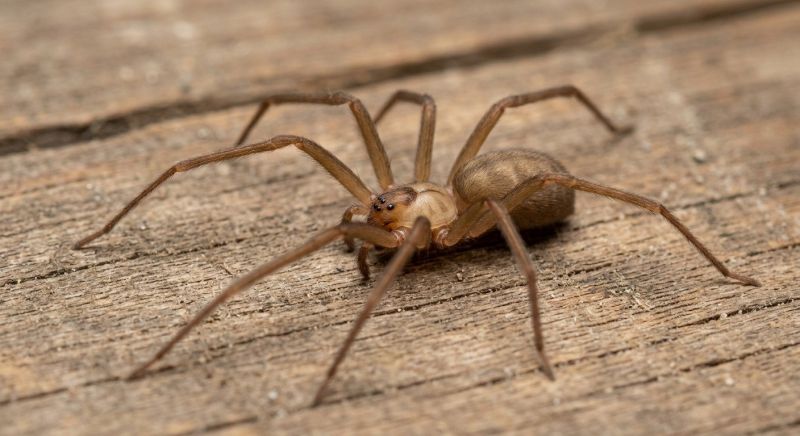 Brown Recluse Extermination in Katy, TX