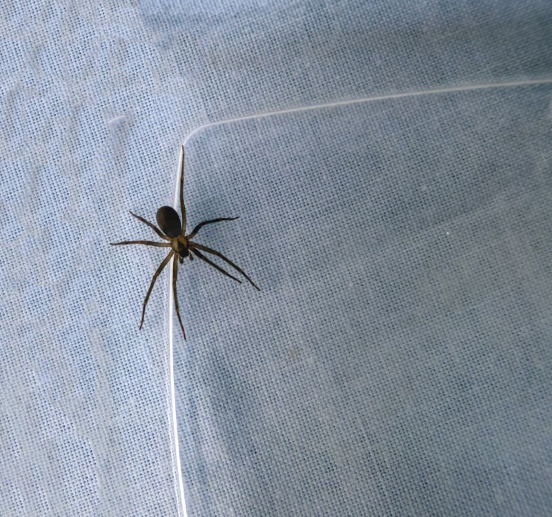 Brown Recluse Extermination in Denton, TX