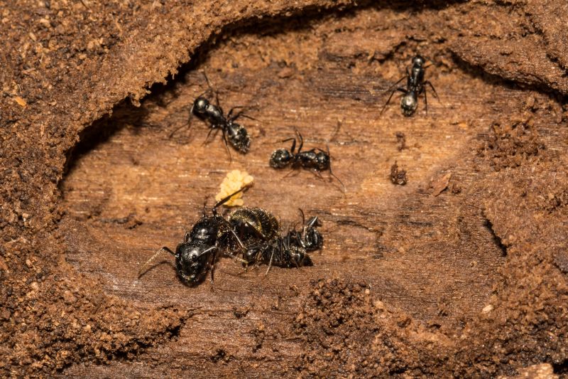 Carpenter Ant Extermination in Arlington, TX