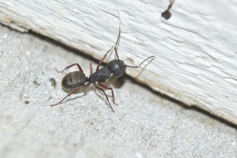 Carpenter Ant Extermination in Katy, TX