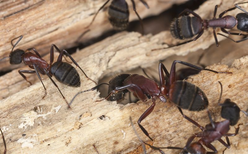 Carpenter Ant Extermination in Mckinney, TX