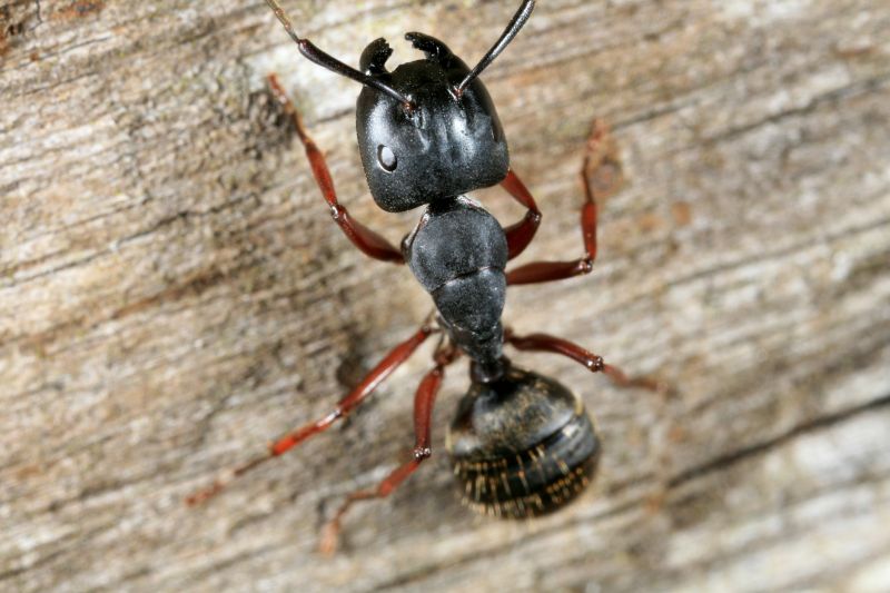 Carpenter Ant Extermination in Denton, TX