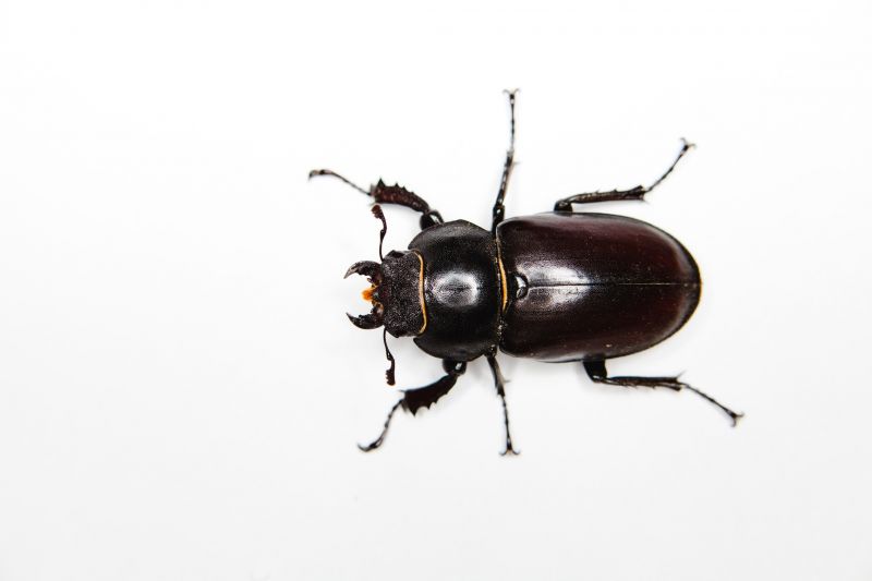 Chigger Extermination in Frisco, TX