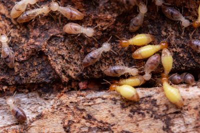 Commercial Termite Treatment in Frisco, TX