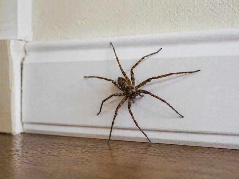 Common Spiders Extermination in Frisco, TX