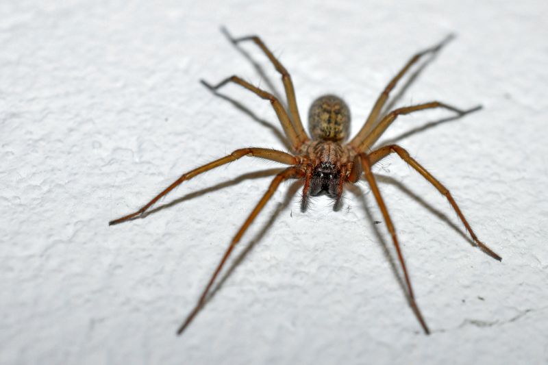 Common Spiders Extermination in Katy, TX