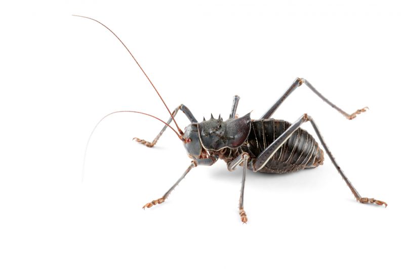 Cricket Control Service in Fort Worth, TX