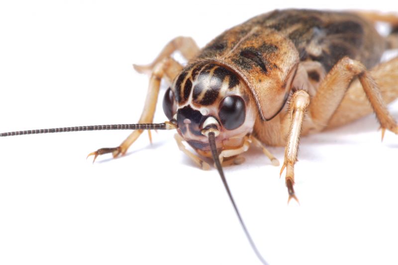 Cricket Control Service in Mckinney, TX