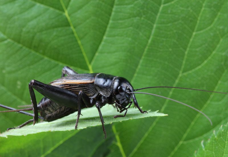 Cricket Control Service in Denton, TX