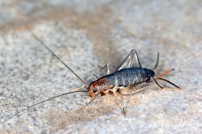 Cricket Control Service in Katy, TX