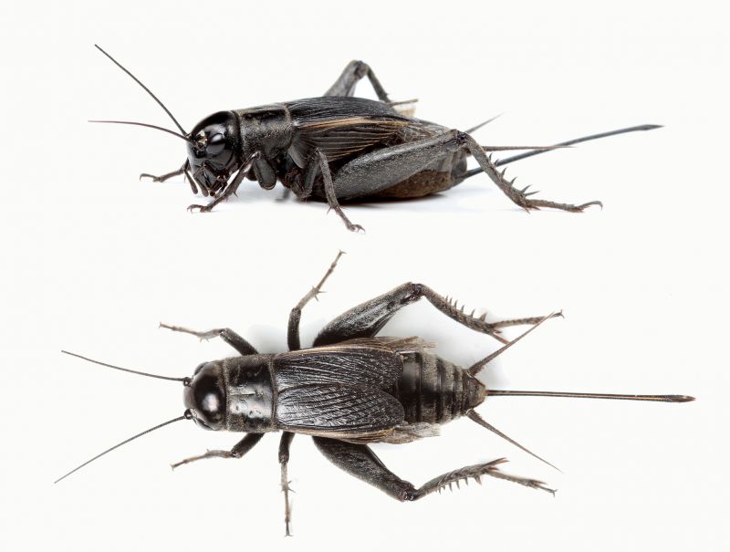 Cricket Control Service in Frisco, TX