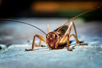 Cricket Prevention in New Braunfels, TX
