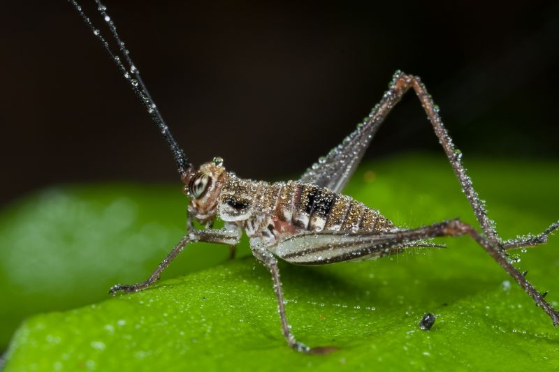 Cricket Prevention in Rockwall, TX