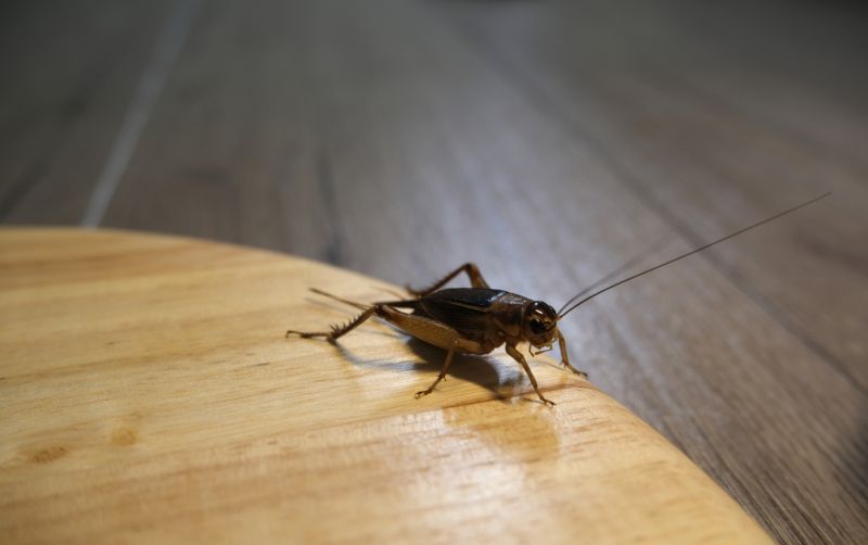 Cricket Prevention in Katy, TX