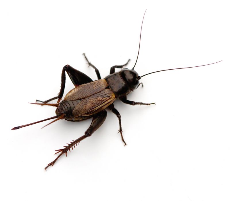 Cricket Prevention in Katy, TX