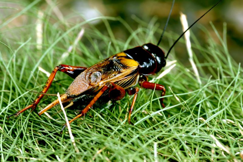 Cricket Prevention in Fort Worth, TX