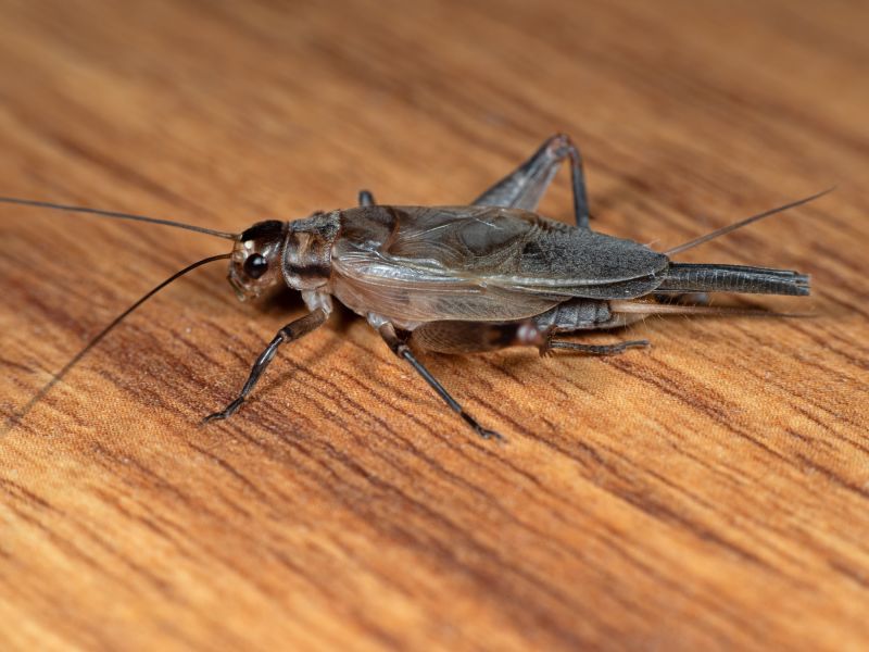 Cricket Prevention in Fort Worth, TX